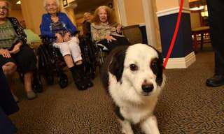 slide4_jackdog.jpg